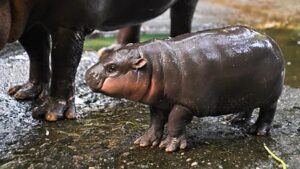 Meet Star Baby, Moo Deng!