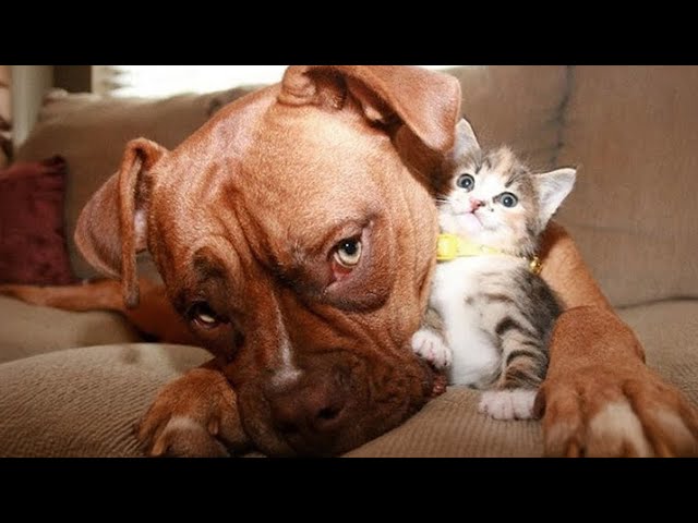 Dogs and a kitten featured in INYIM Media Whimsy TextureS