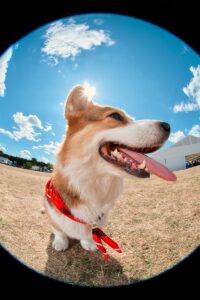 BIMBA Y LOLA Unleashes New “Dog Lovers” Collection for International Dog Day.
