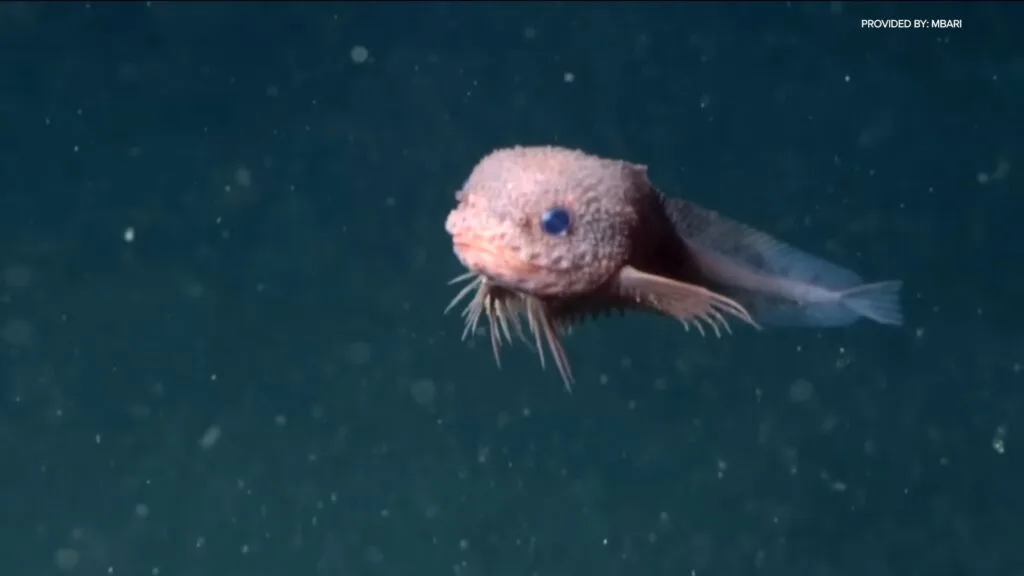 Meet Greg the Bumpy Snailfish: California’s New Deep-Sea Darling ...