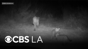 Wednesday Whimsy! Jack-o’-Lantern & Mountain Lion Cubs Caught Colliding on Camera in Orange County, Cali.