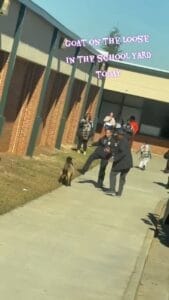 Bus Stop Chronicles: The Day the Goat Went Rogue