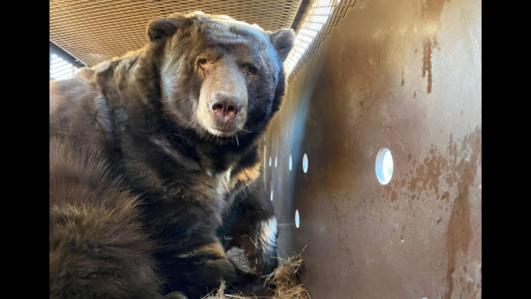 Present-Day Developments: Homeowner Says Ongoing Bear Saga Has Hit a Breaking Point