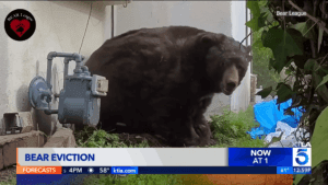Black Bear Living Under Home Has Sadly-Finally Been Evicted
