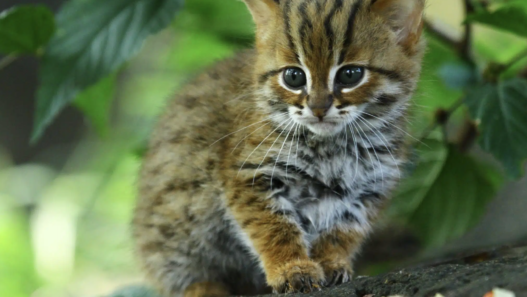 Rusty‑Spotted Cat, the world’s smallest feline species, looking alert