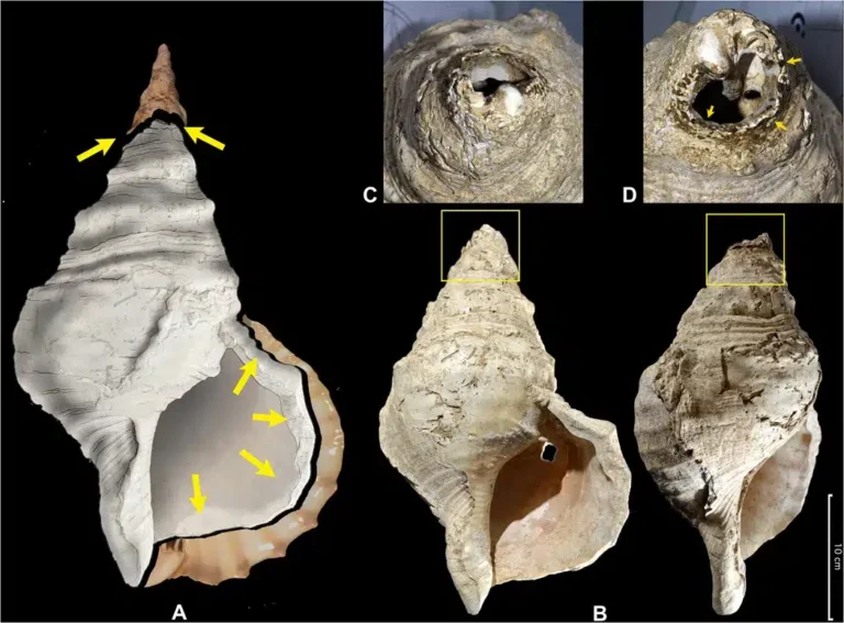 Back 2 The Future: Prehistoric Shell Trumpets Play for the First Time in 6,000 Years