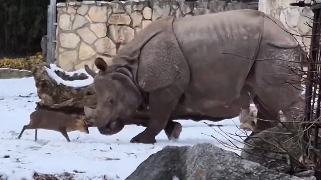 A tiny deer playfully spars with a calm, Eeyore‑like rhino at the Wroclaw Zoo, creating a winter‑whimsy moment that feels straight out of a nature comedy.
