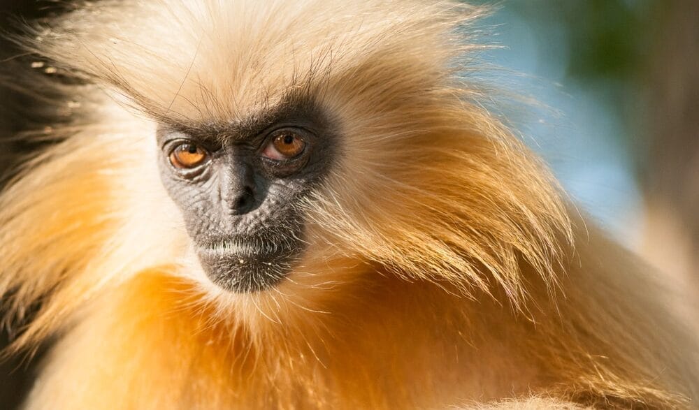 golden langur close up of an Endangered primate with golden fur and a dark face