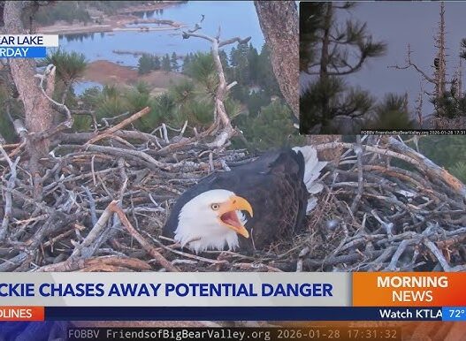 Jackie and Shadow, Big Bear Lake’s resident bald eagles, guarding their nest in the San Bernardino National Forest