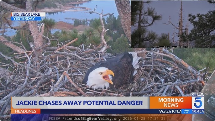Jackie and Shadow, Big Bear Lake’s resident bald eagles, guarding their nest in the San Bernardino National Forest