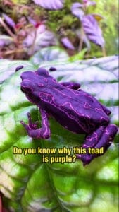 Saturday Textures: Do You Know the Purple Harlequin Toad?