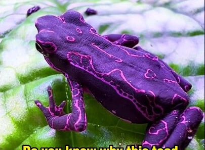 Purple harlequin toad with vivid markings in a cloud forest habitat