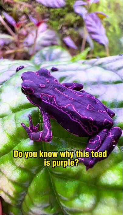 Purple harlequin toad with vivid markings in a cloud forest habitat
