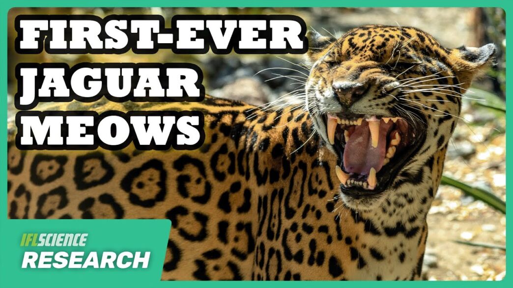 Jaguar captured on a camera trap in Iguaçu National Park where meow‑like sounds were recorded