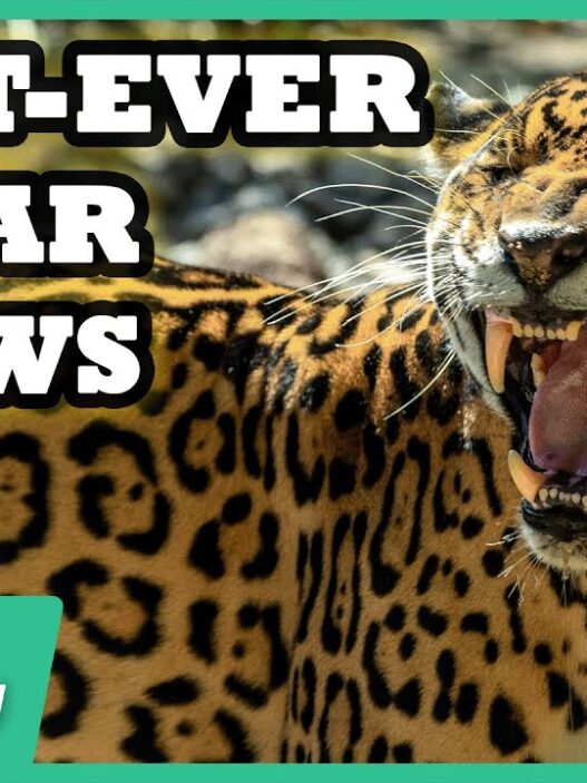 Jaguar captured on a camera trap in Iguaçu National Park where meow‑like sounds were recorded