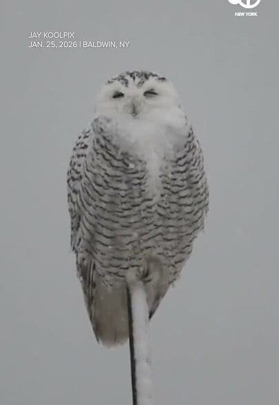 Snowy owl perched during a winter snowstorm in Nassau County, New York