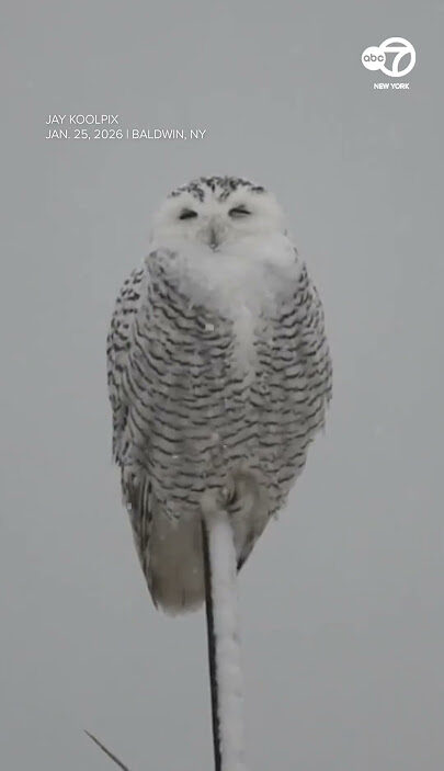 Snowy owl perched during a winter snowstorm in Nassau County, New York
