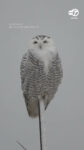 Snowy owl perched during a winter snowstorm in Nassau County, New York