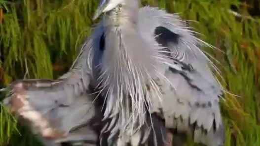 Blue Heron performing a pirouette-like movement with wings slightly spread
