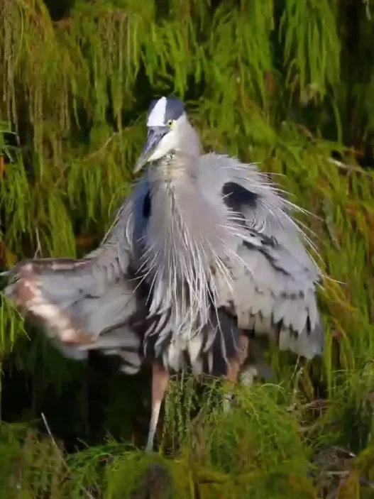 Blue Heron performing a pirouette-like movement with wings slightly spread