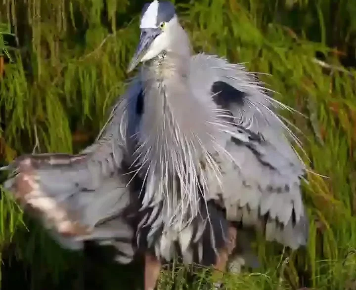 Blue Heron performing a pirouette-like movement with wings slightly spread