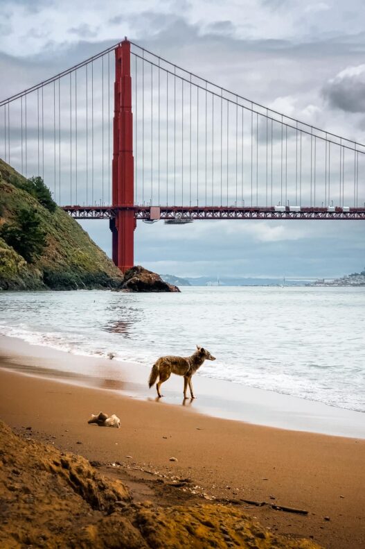 Pack of coyotes playing in the grass at San Francisco’s Crissy Field with the Golden Gate Bridge in the background.