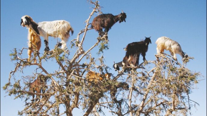 Goats standing on branches of a tall tree as a tourist looks on