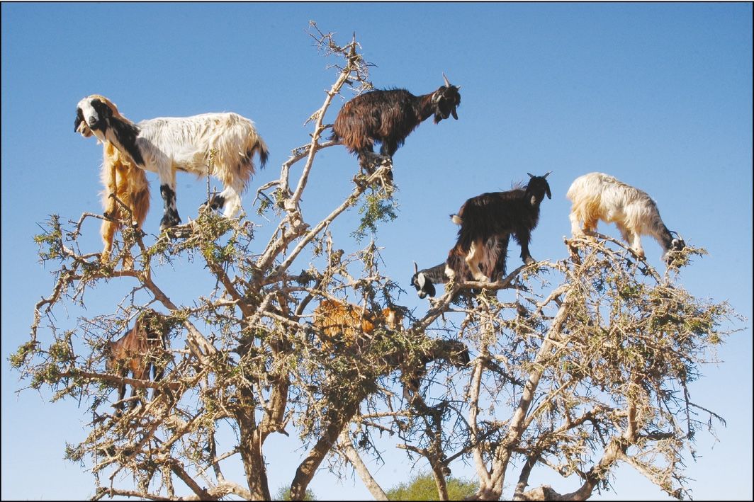 Goats standing on branches of a tall tree as a tourist looks on