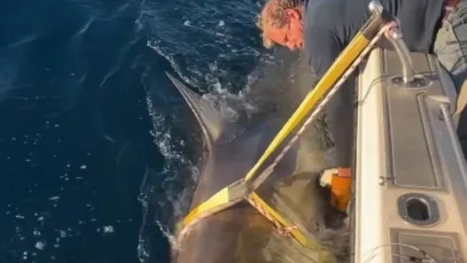 Great white shark swimming in the Atlantic, similar to OCEARCH’s tagged shark Contender.