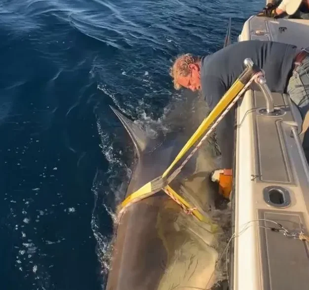 Great white shark swimming in the Atlantic, similar to OCEARCH’s tagged shark Contender.