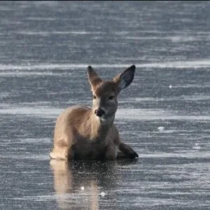 A Precious Deer Gets Rescued After Struggling On Frozen Surface Of LoonLake, Washington