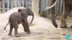 Newborn 150‑kilo baby elephant at Beauval Zoo after a seven‑hour delivery.