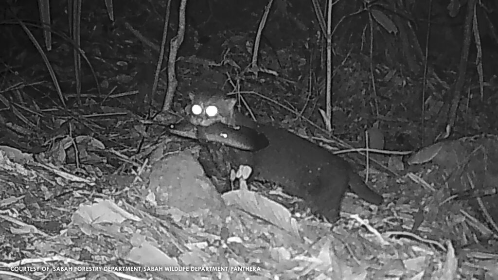 Night‑vision camera trap image of a wild bay cat carrying a bird through a forest floor in Borneo