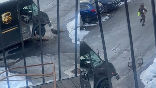 UPS driver being chased by wild turkeys in Branford, Connecticut.