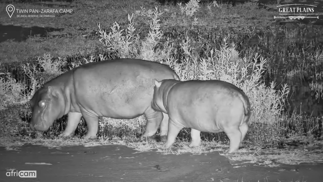 Two young hippos interacting in a playful moment captured by Welcome to Africam.