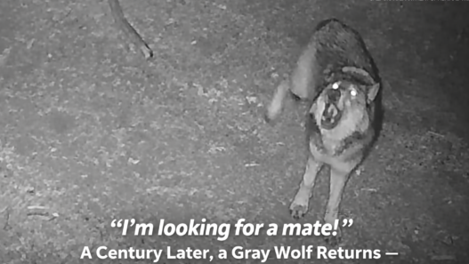 Infographic timeline titled “Wolves & Los Angeles: A Century Apart” showing gray wolves’ native range in the 1800s, eradication in the early 1900s, OR-7’s 2011 return to California, and the 2026 sighting of female wolf BEY03F 26 miles from Hollywood.