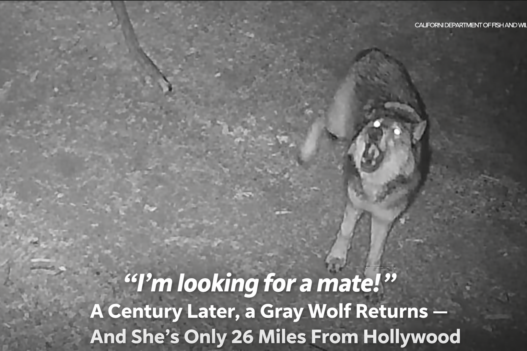 Infographic timeline titled “Wolves & Los Angeles: A Century Apart” showing gray wolves’ native range in the 1800s, eradication in the early 1900s, OR-7’s 2011 return to California, and the 2026 sighting of female wolf BEY03F 26 miles from Hollywood.