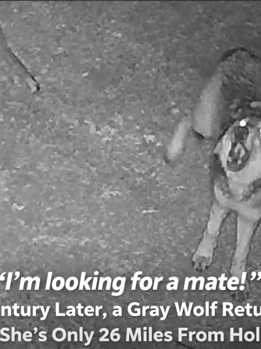 Infographic timeline titled “Wolves & Los Angeles: A Century Apart” showing gray wolves’ native range in the 1800s, eradication in the early 1900s, OR-7’s 2011 return to California, and the 2026 sighting of female wolf BEY03F 26 miles from Hollywood.