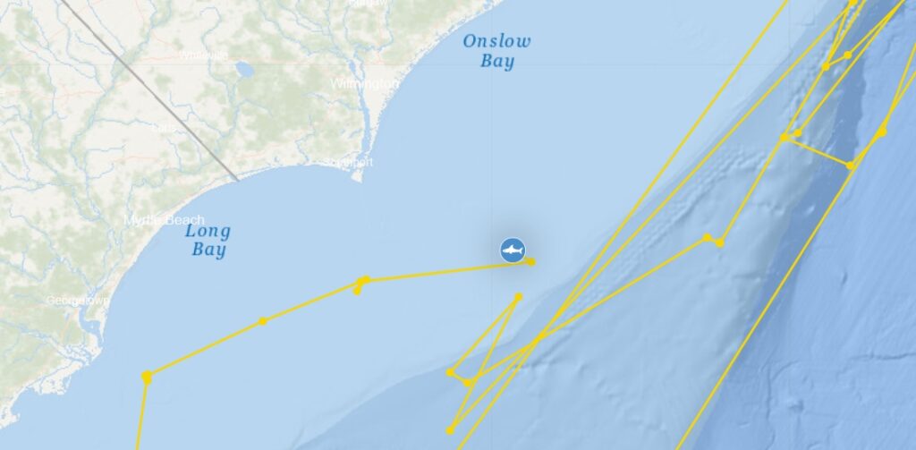 Map showing the tracked movements of great white shark Contender off the coasts of North and South Carolina, with a shark icon and yellow path lines near Myrtle Beach and Wilmington.