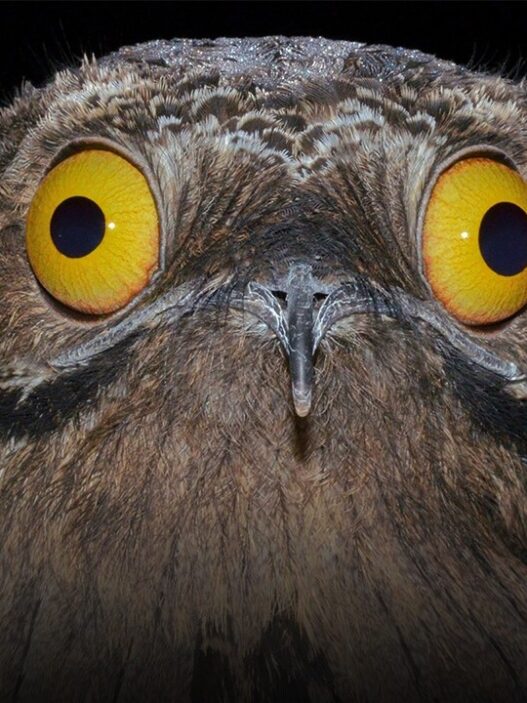 A rare nesting urutaú (common potoo) documented in Uruguay’s wild landscape.