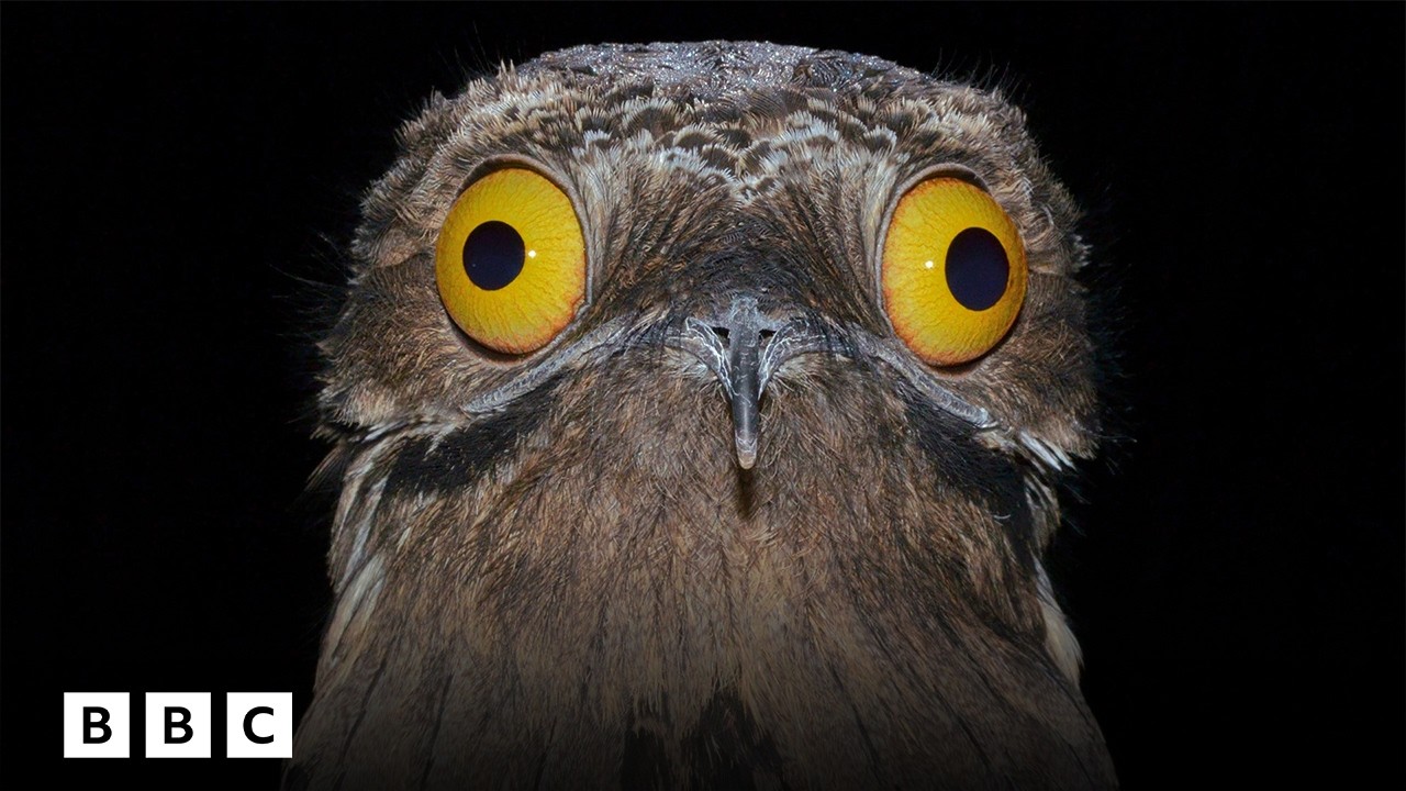 A rare nesting urutaú (common potoo) documented in Uruguay’s wild landscape.