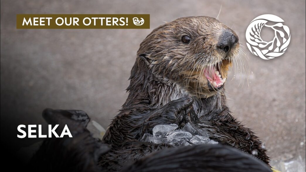Selka the sea otter floating at the Monterey Bay Aquarium, showcasing her playful personality during a training or enrichment session