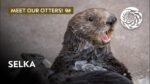 Selka the sea otter floating at the Monterey Bay Aquarium, showcasing her playful personality during a training or enrichment session