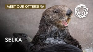 Meet Selka The Sea Otter At Monterey Bay Aquarium