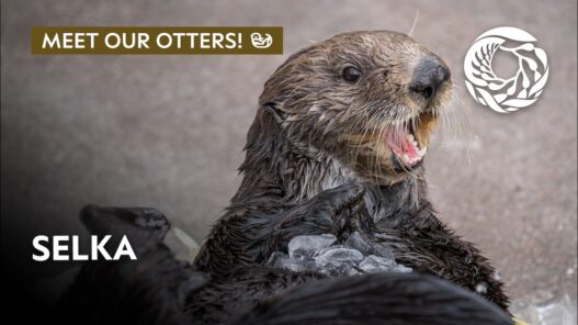 Selka the sea otter floating at the Monterey Bay Aquarium, showcasing her playful personality during a training or enrichment session