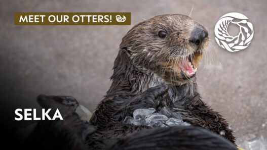 Selka the sea otter floating at the Monterey Bay Aquarium, showcasing her playful personality during a training or enrichment session