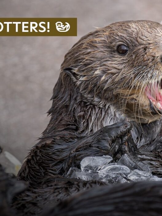 Selka the sea otter floating at the Monterey Bay Aquarium, showcasing her playful personality during a training or enrichment session