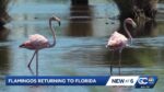 Wild flamingo standing in shallow Florida wetlands