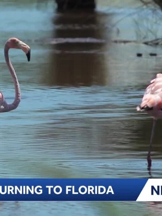 Wild flamingo standing in shallow Florida wetlands