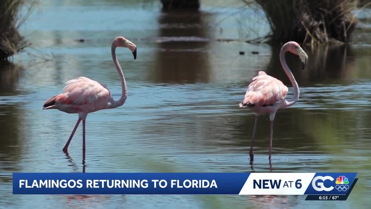 Wild flamingo standing in shallow Florida wetlands